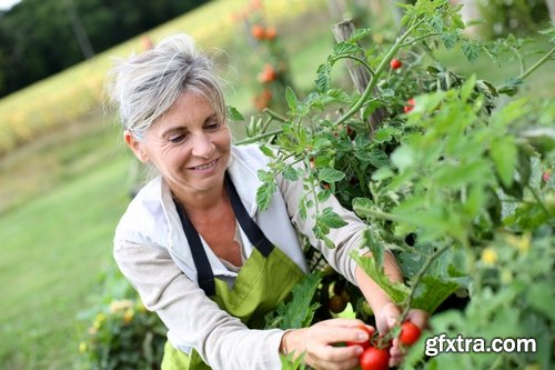 Collection of vegetables fruits farming gardening bed field illustration vegetable still life 25 HQ Jpeg