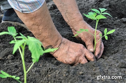 Collection of vegetables fruits farming gardening bed field illustration vegetable still life 25 HQ Jpeg