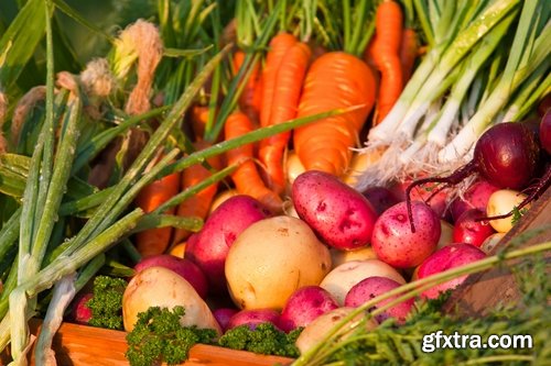 Collection of vegetables fruits farming gardening bed field illustration vegetable still life 25 HQ Jpeg