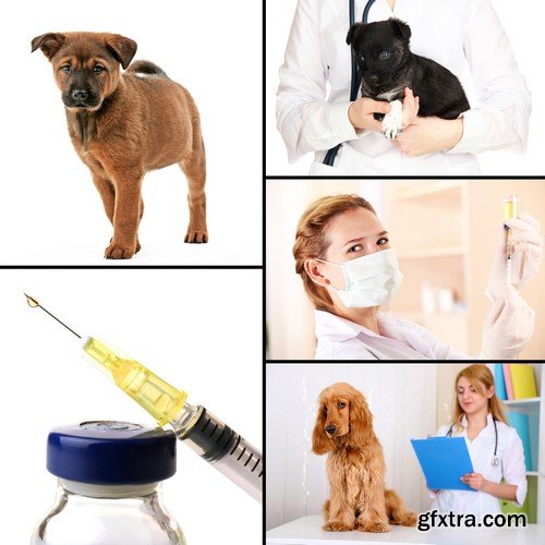 Vet and animals 10x JPEG