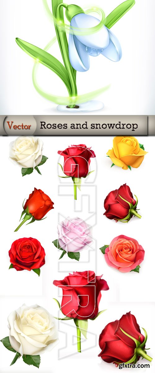 Roses and snowdrop in Vector