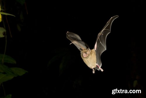 Collection of vampire bat in flight 25 HQ Jpeg
