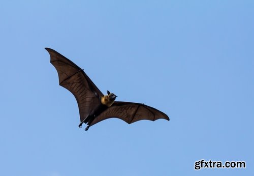 Collection of vampire bat in flight 25 HQ Jpeg