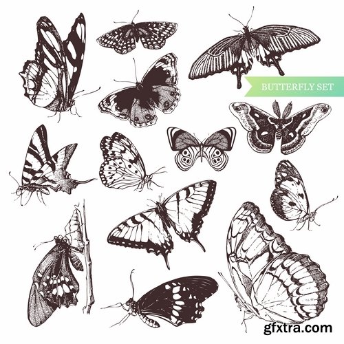 Collection of vector insects picture beetle butterfly caterpillar dragonfly spider 25 Eps