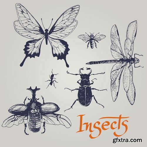 Collection of vector insects picture beetle butterfly caterpillar dragonfly spider 25 Eps