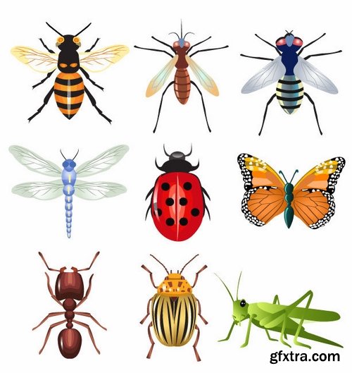 Collection of vector insects picture beetle butterfly caterpillar dragonfly spider 25 Eps