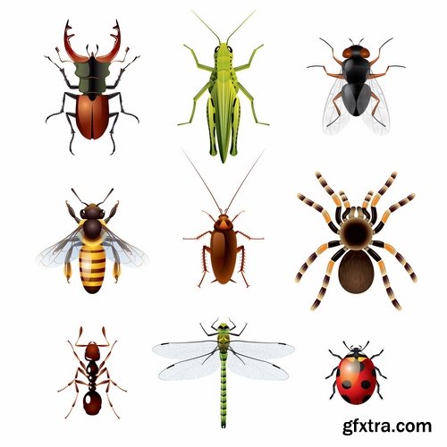 Collection of vector insects picture beetle butterfly caterpillar dragonfly spider 25 Eps