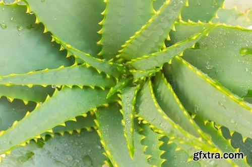 Aloe Vera orchid the spa treatment 8x JPEG