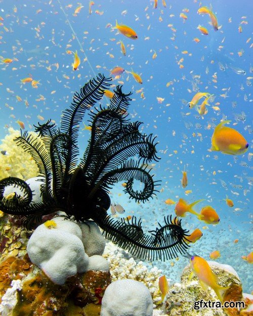 Ocean & life under water 10x JPEG