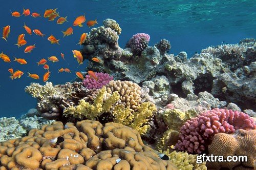 Ocean & life under water 10x JPEG