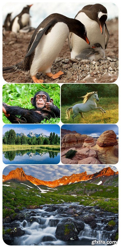 Wallpapers - Nature and animals 4