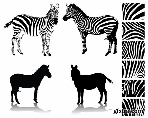 Collection of vector illustration picture zebra African animals black and white skin 25 Eps