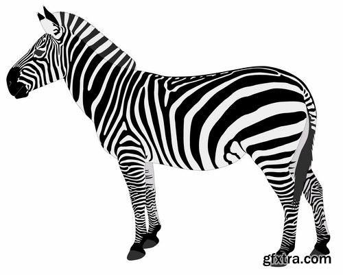 Collection of vector illustration picture zebra African animals black and white skin 25 Eps