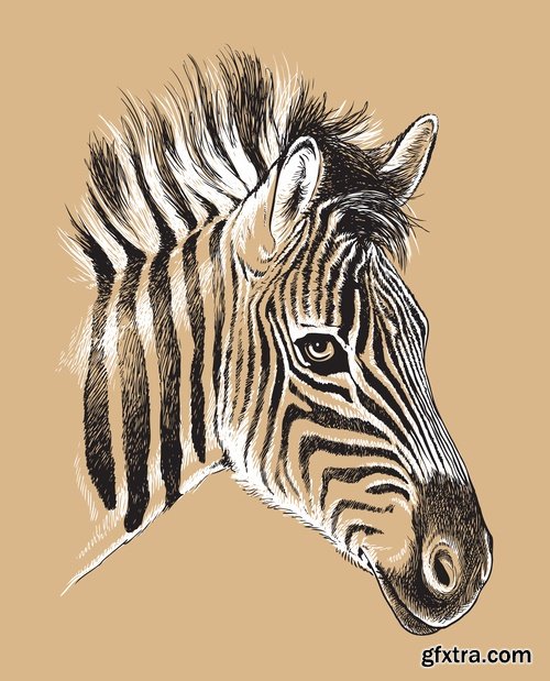 Collection of vector illustration picture zebra African animals black and white skin 25 Eps