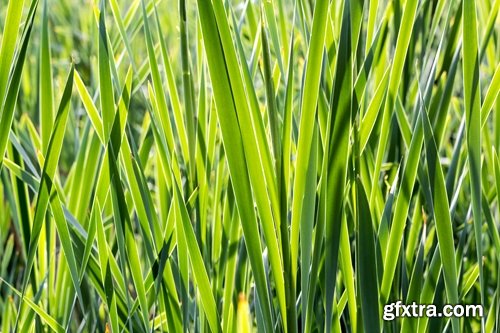 Collection of the most beautiful pond bulrush cane seed fluff sunset lake river reeds 25 HQ Jpeg