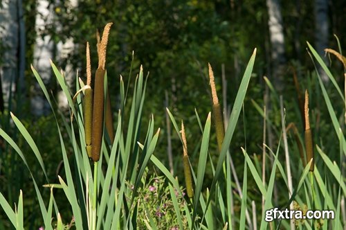 Collection of the most beautiful pond bulrush cane seed fluff sunset lake river reeds 25 HQ Jpeg