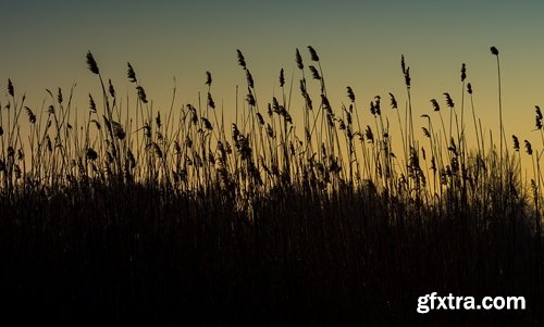 Collection of the most beautiful pond bulrush cane seed fluff sunset lake river reeds 25 HQ Jpeg