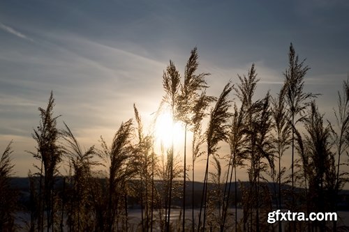 Collection of the most beautiful pond bulrush cane seed fluff sunset lake river reeds 25 HQ Jpeg