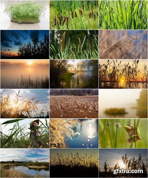 Collection of the most beautiful pond bulrush cane seed fluff sunset lake river reeds 25 HQ Jpeg