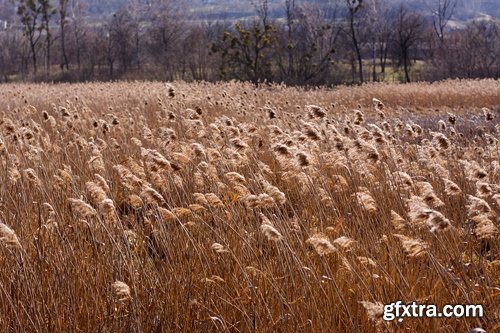 Collection of the most beautiful pond bulrush cane seed fluff sunset lake river reeds 25 HQ Jpeg