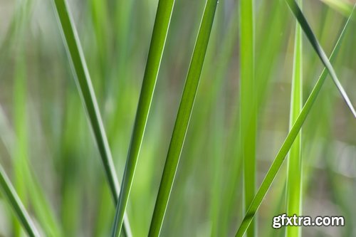 Collection of the most beautiful pond bulrush cane seed fluff sunset lake river reeds 25 HQ Jpeg