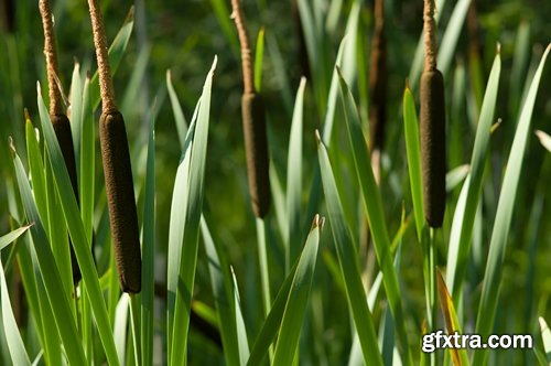 Collection of the most beautiful pond bulrush cane seed fluff sunset lake river reeds 25 HQ Jpeg