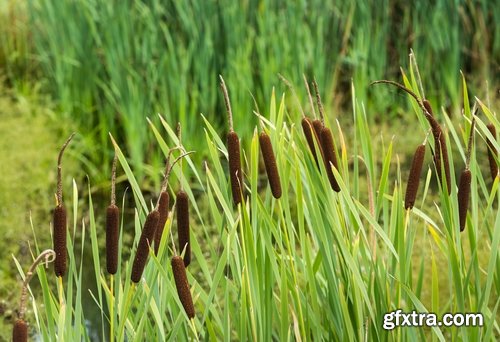 Collection of the most beautiful pond bulrush cane seed fluff sunset lake river reeds 25 HQ Jpeg