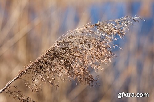 Collection of the most beautiful pond bulrush cane seed fluff sunset lake river reeds 25 HQ Jpeg