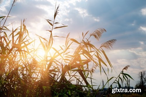 Collection of the most beautiful pond bulrush cane seed fluff sunset lake river reeds 25 HQ Jpeg