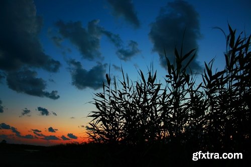 Collection of the most beautiful pond bulrush cane seed fluff sunset lake river reeds 25 HQ Jpeg