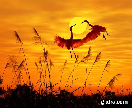 Collection of the most beautiful pond bulrush cane seed fluff sunset lake river reeds 25 HQ Jpeg