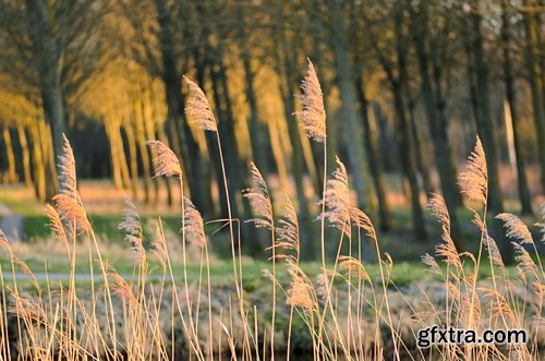 Collection of the most beautiful pond bulrush cane seed fluff sunset lake river reeds 25 HQ Jpeg