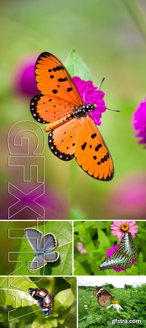 Stock Photos - Butterfly On A Green Leaf