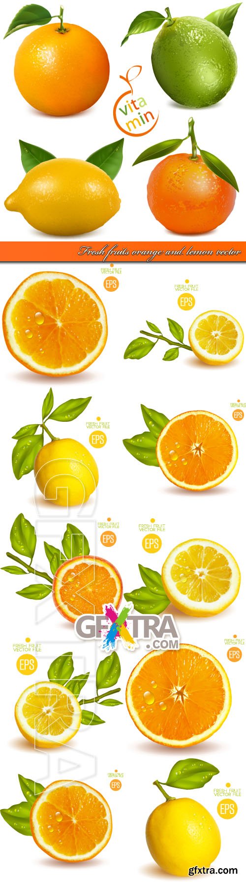 Fresh fruits orange and lemon vector