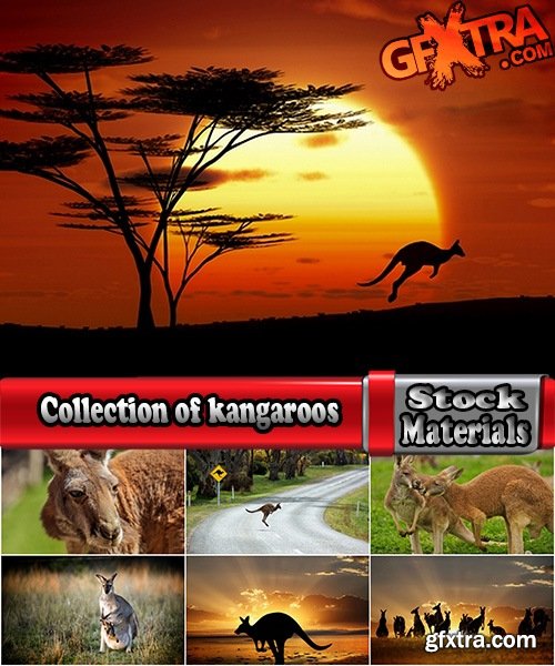 Collection of kangaroos at various pezazhah Australia sunset sea beach meadow 25 HQ Jpeg