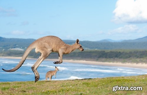 Collection of kangaroos at various pezazhah Australia sunset sea beach meadow 25 HQ Jpeg