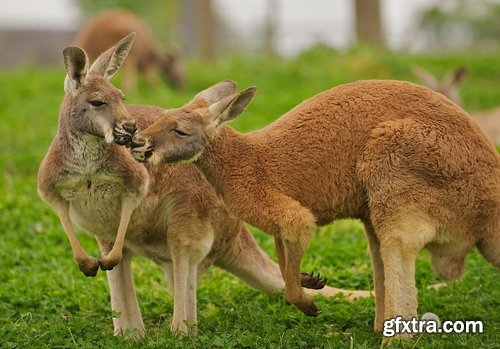 Collection of kangaroos at various pezazhah Australia sunset sea beach meadow 25 HQ Jpeg