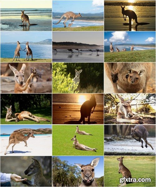 Collection of kangaroos at various pezazhah Australia sunset sea beach meadow 25 HQ Jpeg