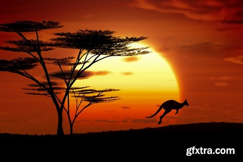 Collection of kangaroos at various pezazhah Australia sunset sea beach meadow 25 HQ Jpeg