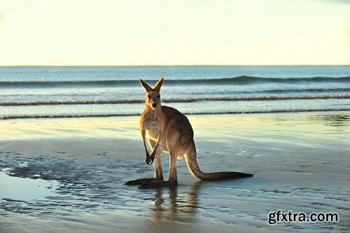 Collection of kangaroos at various pezazhah Australia sunset sea beach meadow 25 HQ Jpeg