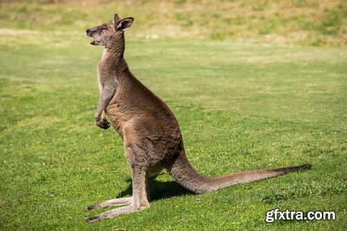 Collection of kangaroos at various pezazhah Australia sunset sea beach meadow 25 HQ Jpeg