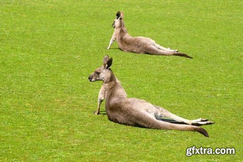 Collection of kangaroos at various pezazhah Australia sunset sea beach meadow 25 HQ Jpeg