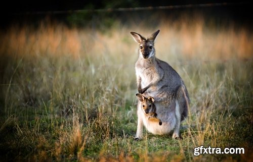 Collection of kangaroos at various pezazhah Australia sunset sea beach meadow 25 HQ Jpeg