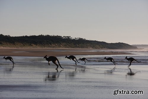 Collection of kangaroos at various pezazhah Australia sunset sea beach meadow 25 HQ Jpeg