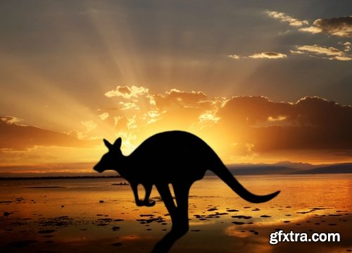 Collection of kangaroos at various pezazhah Australia sunset sea beach meadow 25 HQ Jpeg