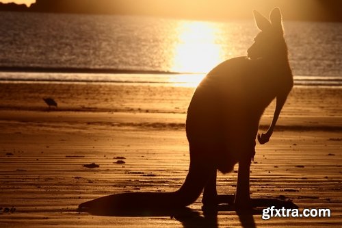 Collection of kangaroos at various pezazhah Australia sunset sea beach meadow 25 HQ Jpeg