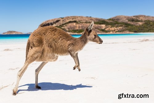 Collection of kangaroos at various pezazhah Australia sunset sea beach meadow 25 HQ Jpeg