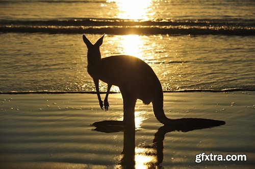 Collection of kangaroos at various pezazhah Australia sunset sea beach meadow 25 HQ Jpeg