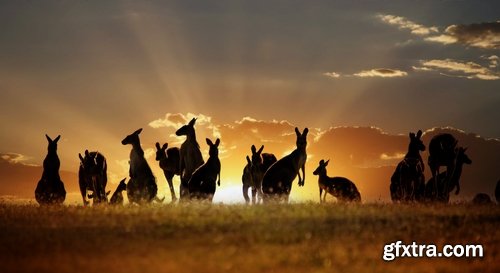 Collection of kangaroos at various pezazhah Australia sunset sea beach meadow 25 HQ Jpeg