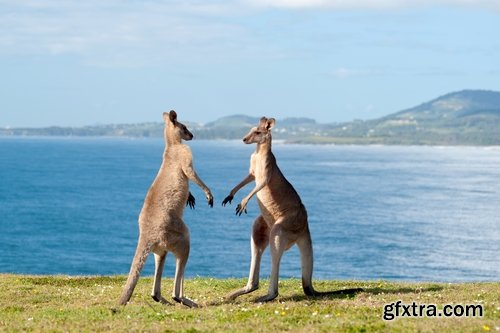 Collection of kangaroos at various pezazhah Australia sunset sea beach meadow 25 HQ Jpeg